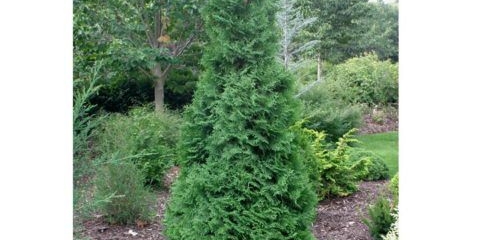 Tuja zapadna maloniana (malonyana, malonyana, maloni, malonyana, malonyana): holub, aurea, opis, fotografija, recenzije